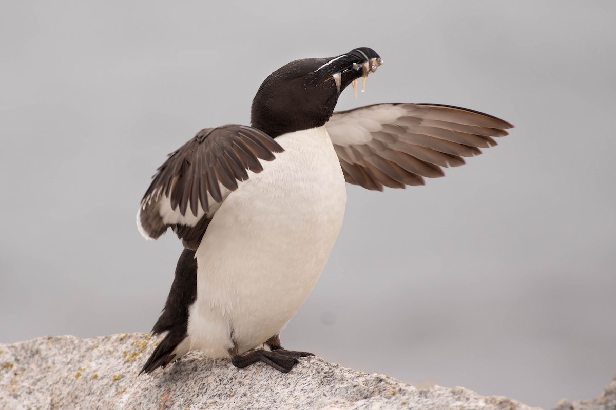 Razorbill - ML641928734