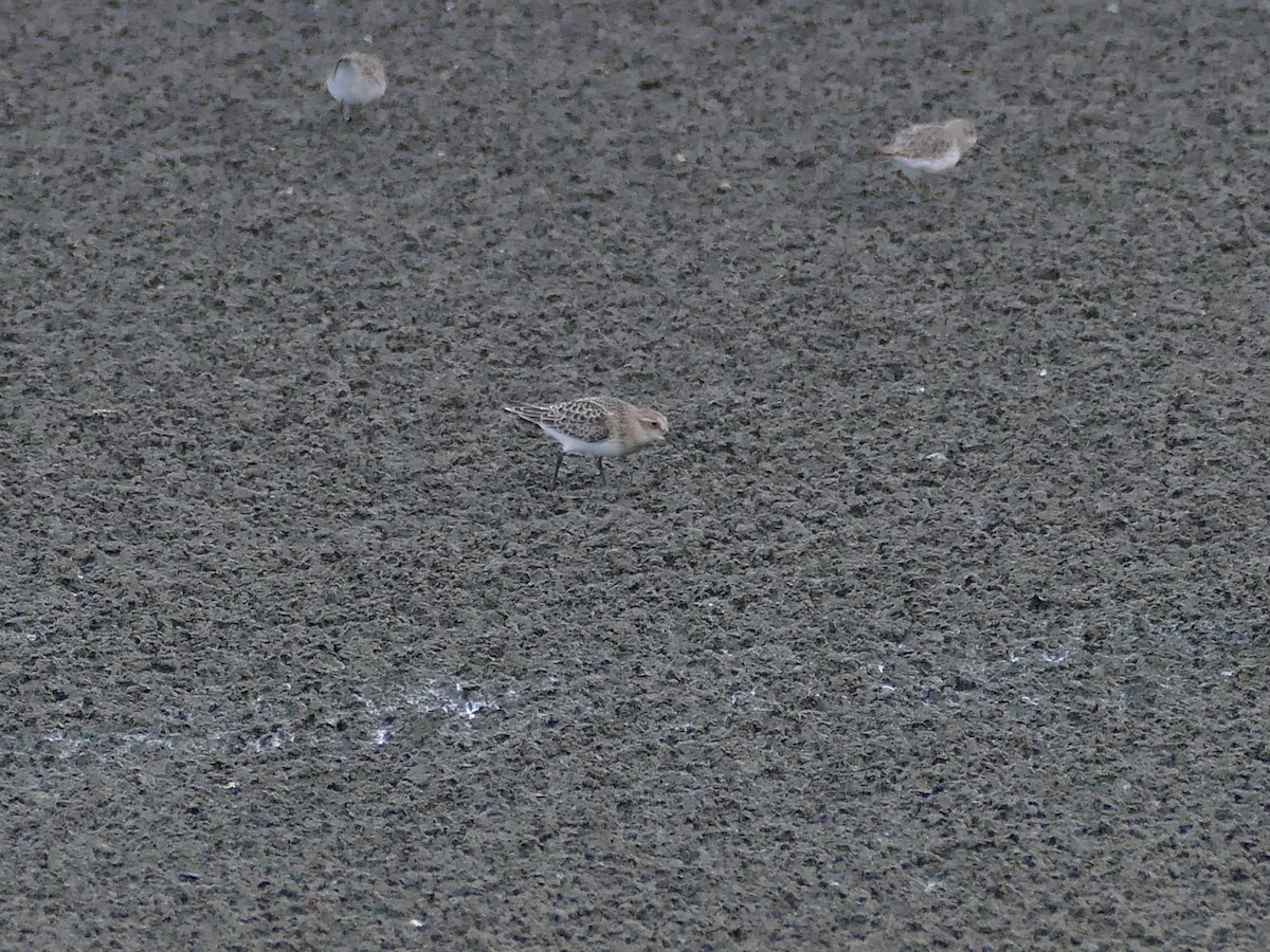 Baird's Sandpiper - ML641928767