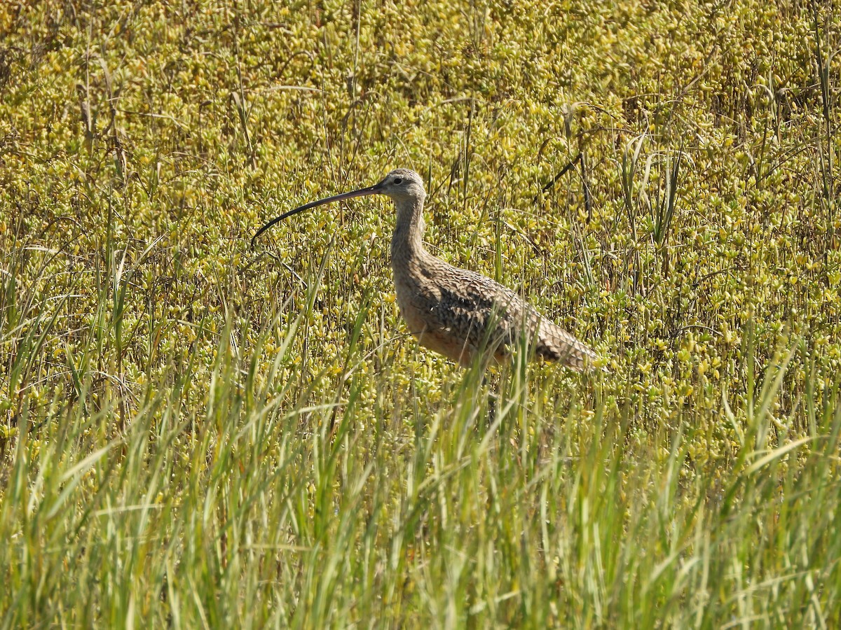 Long-billed Curlew - ML641928776