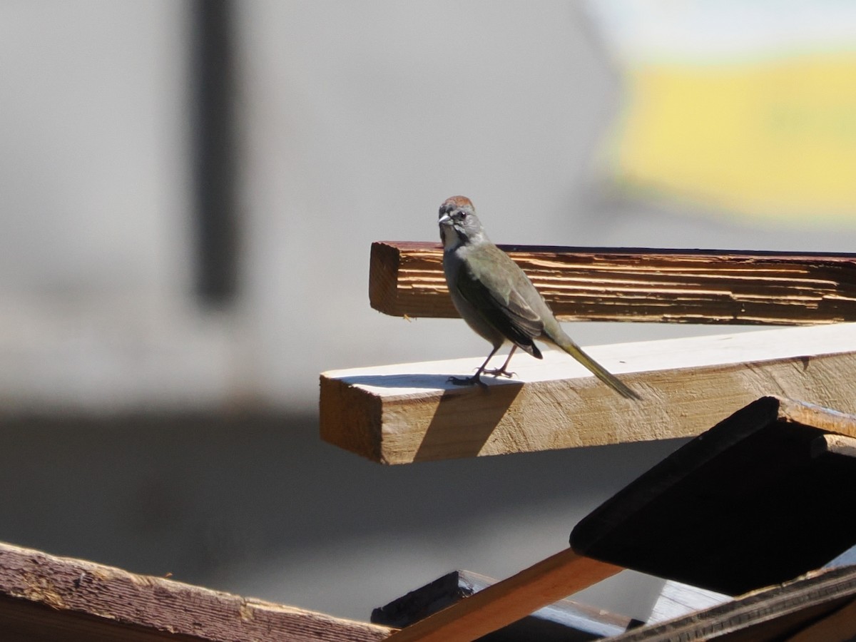 Green-tailed Towhee - ML641928777