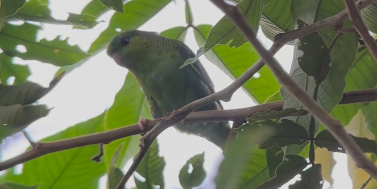 Barred Parakeet - ML641928779