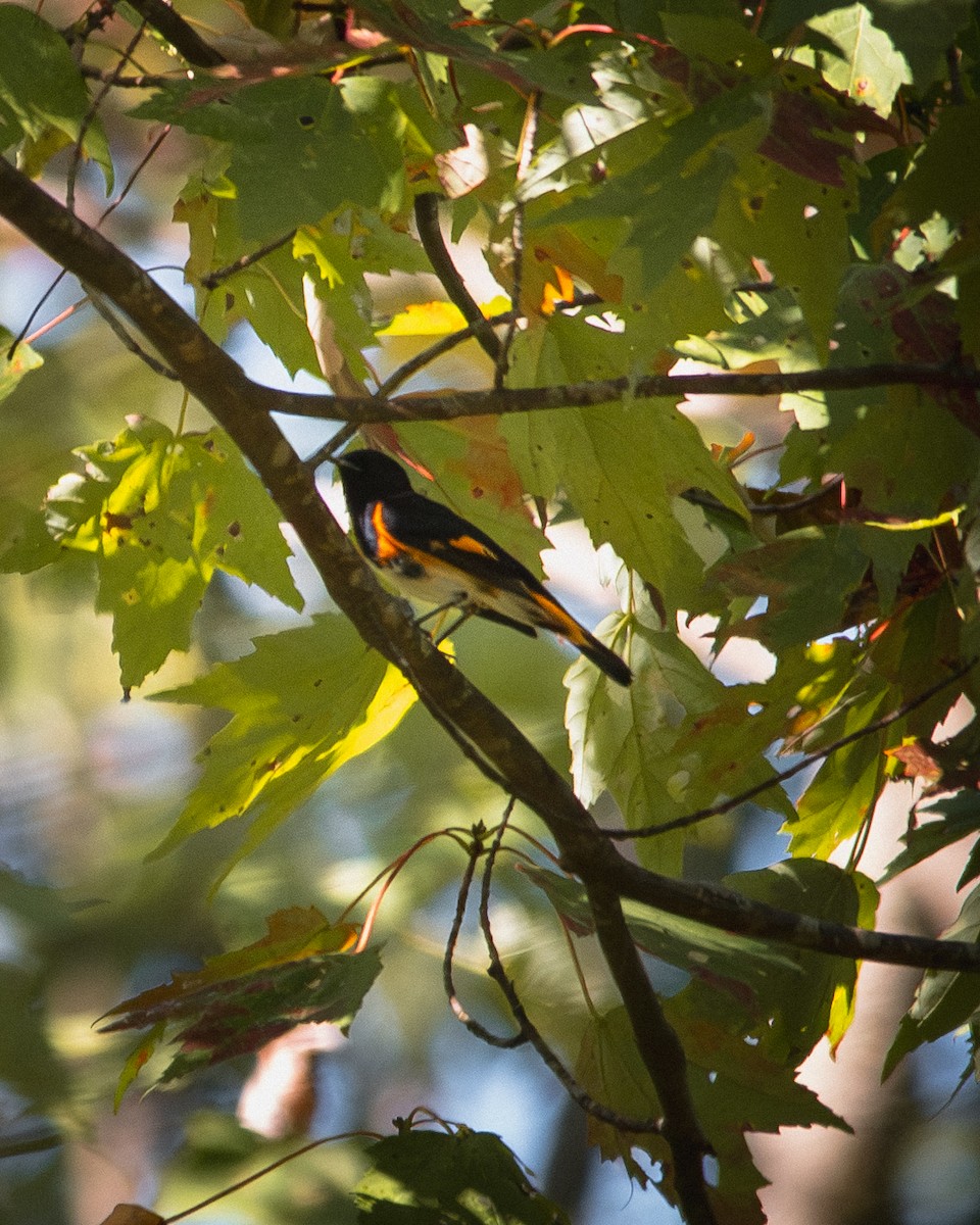 American Redstart - ML641928784
