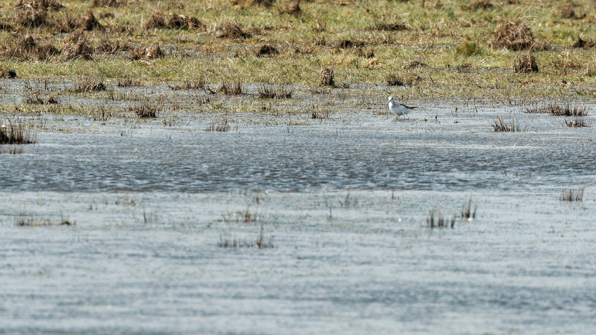 Common Greenshank - ML641928797