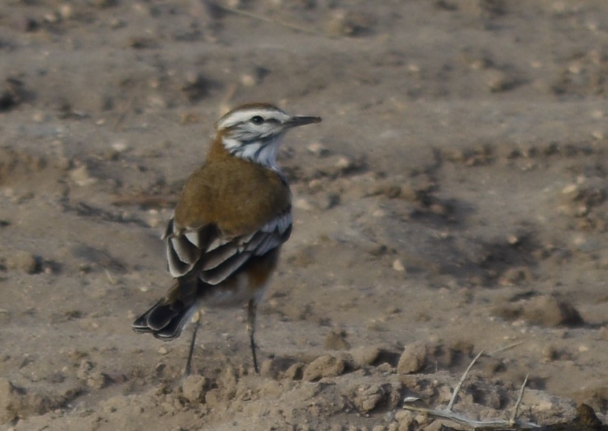 Rusty-backed Monjita - ML641928837