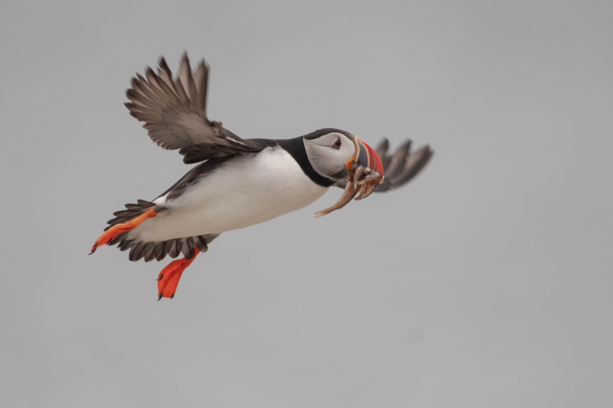 Atlantic Puffin - ML641928840