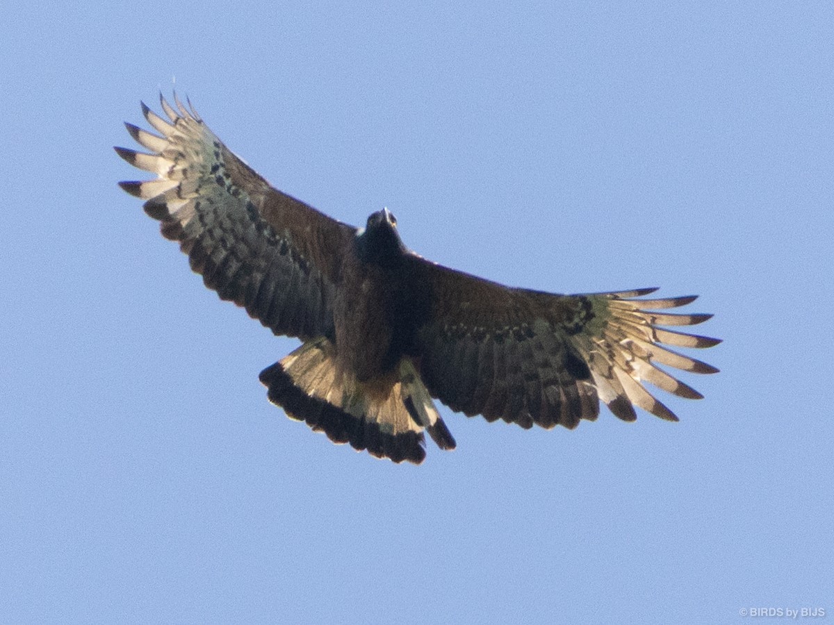 Aigle d'Isidore - ML641928845
