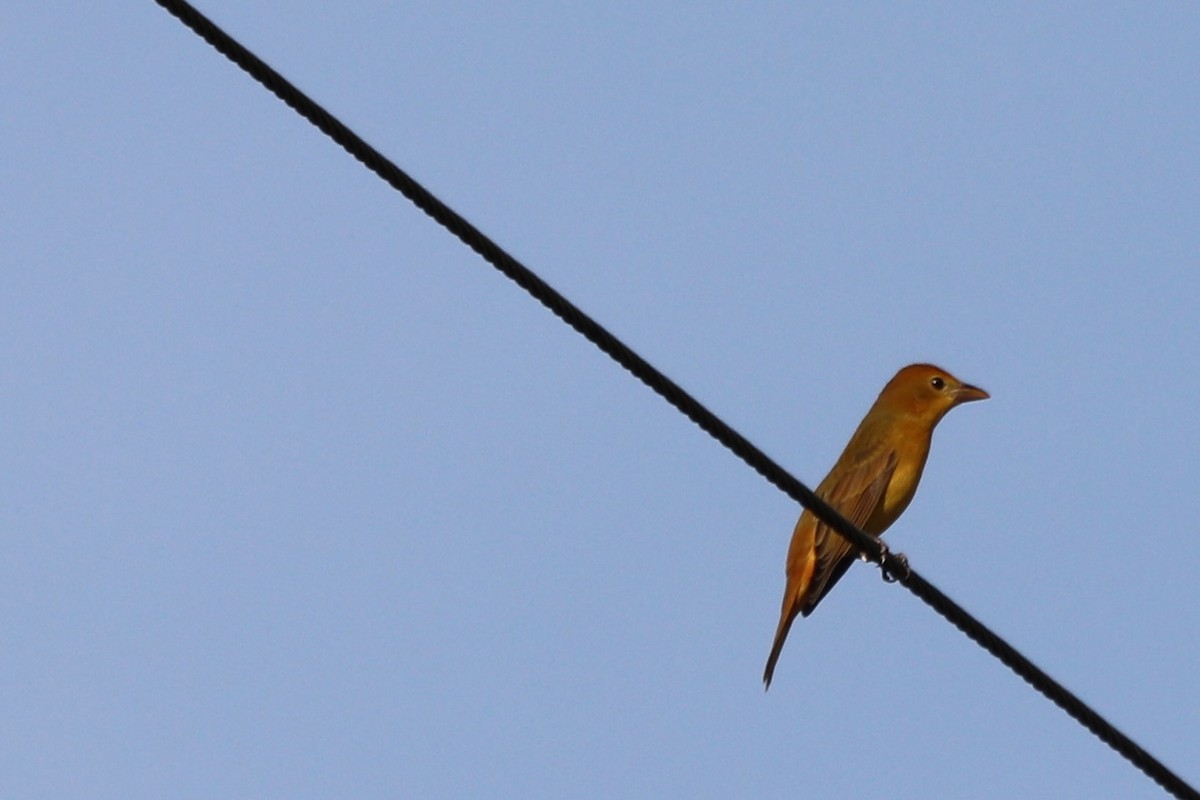 Piranga vermillon - ML641928848