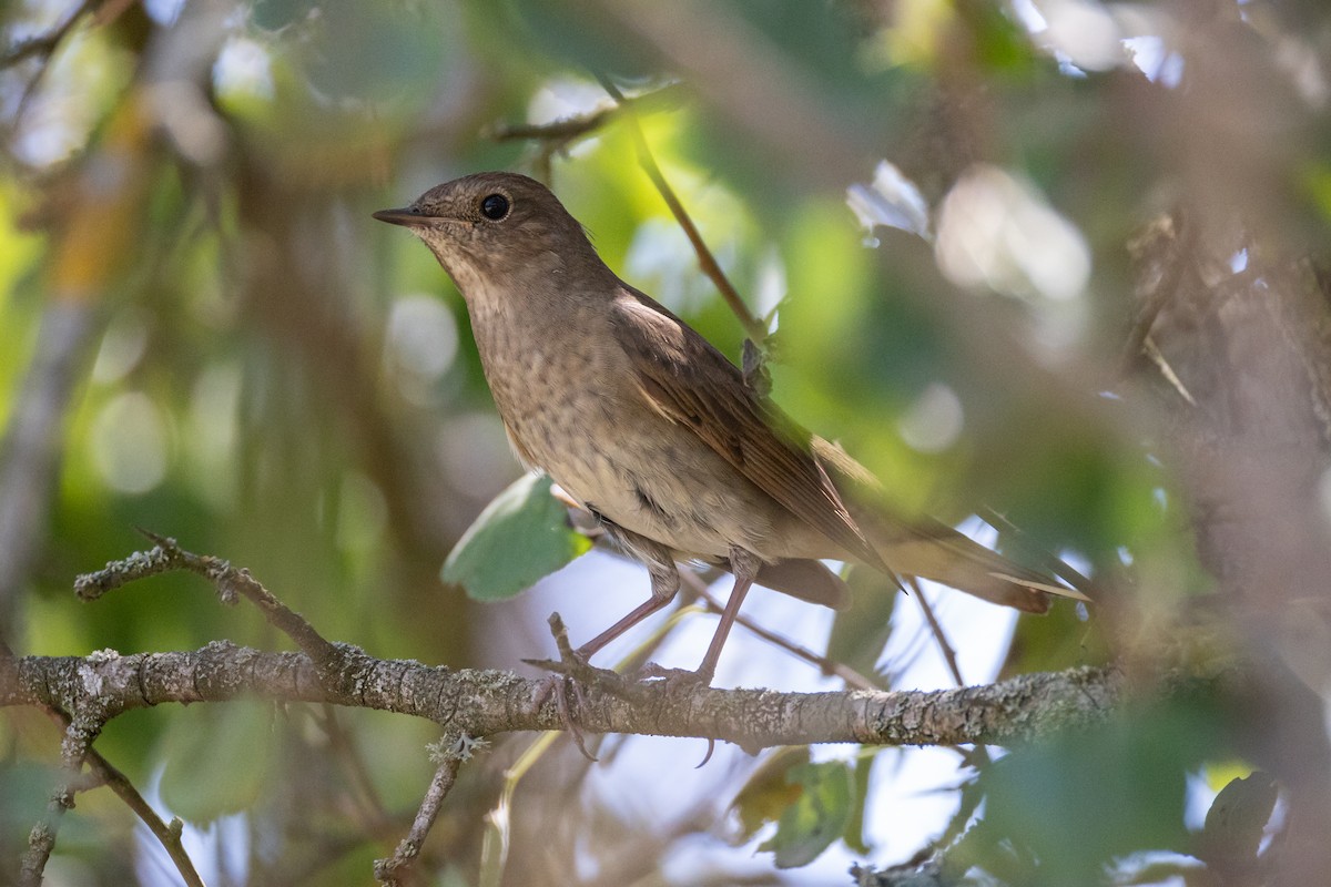 Thrush Nightingale - ML641928851