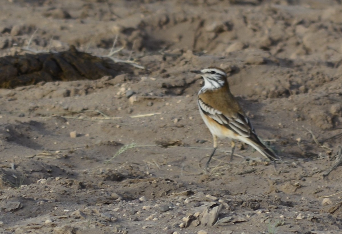 Rusty-backed Monjita - ML641928852