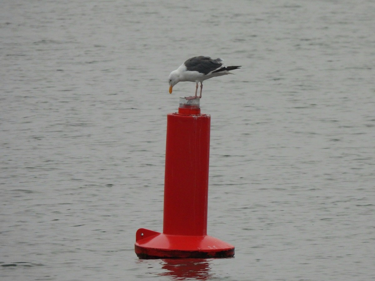 Goéland d'Audubon - ML641928853
