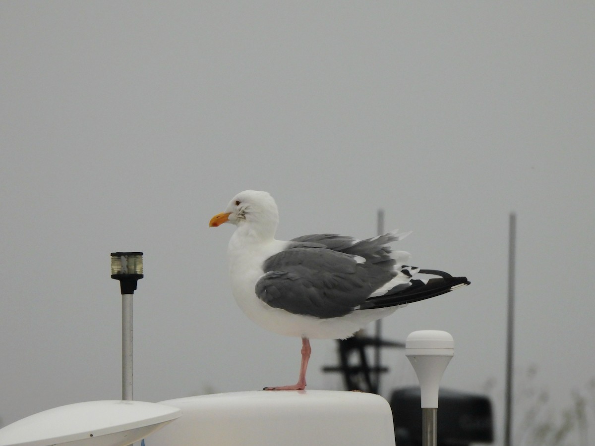 Goéland d'Audubon - ML641928855