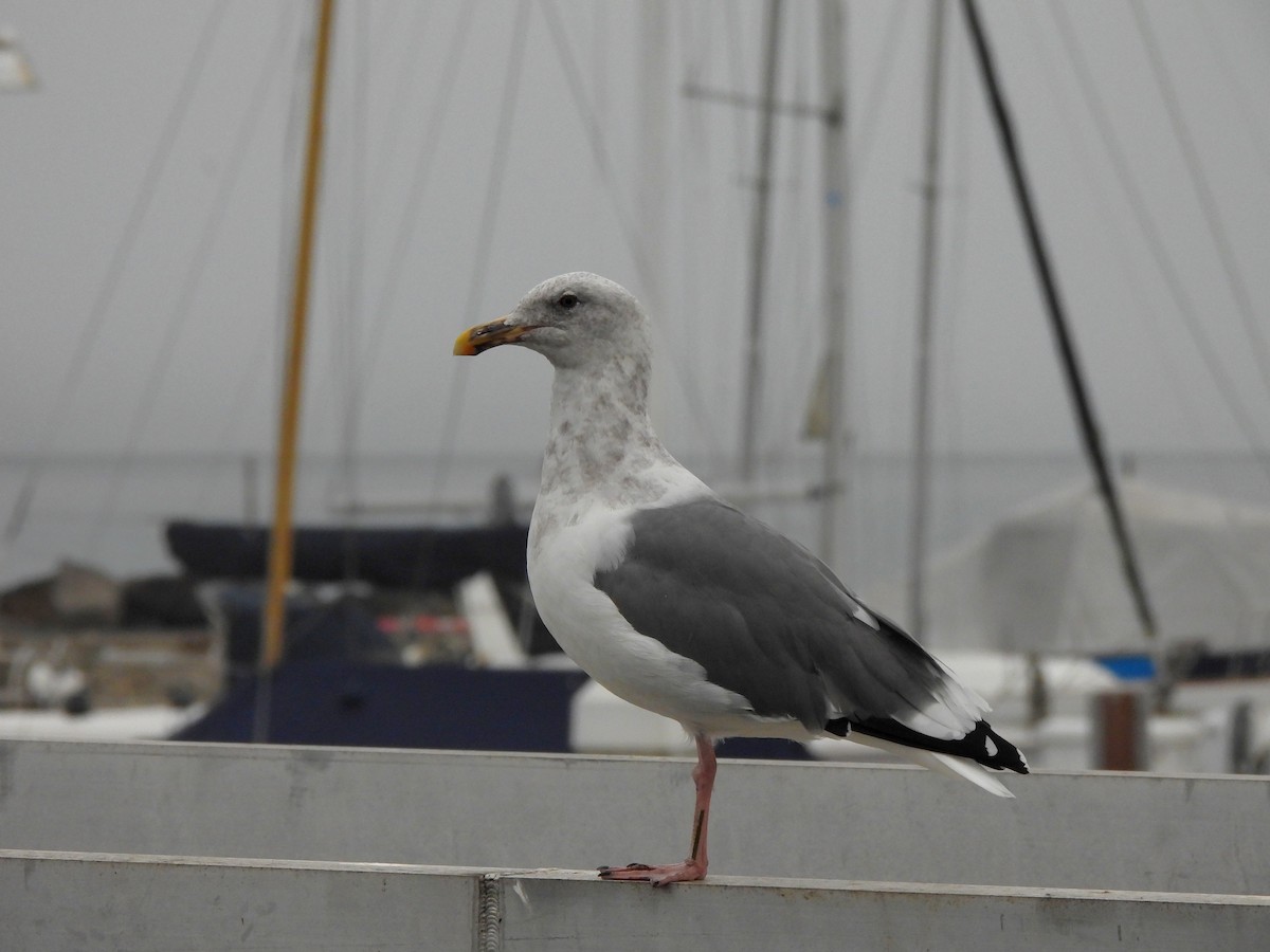 Goéland d'Audubon - ML641928857