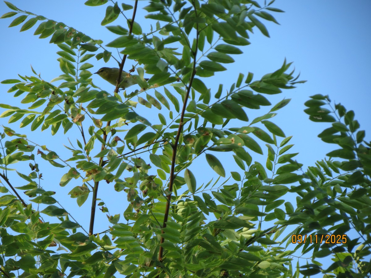 Tennessee Warbler - ML641928883