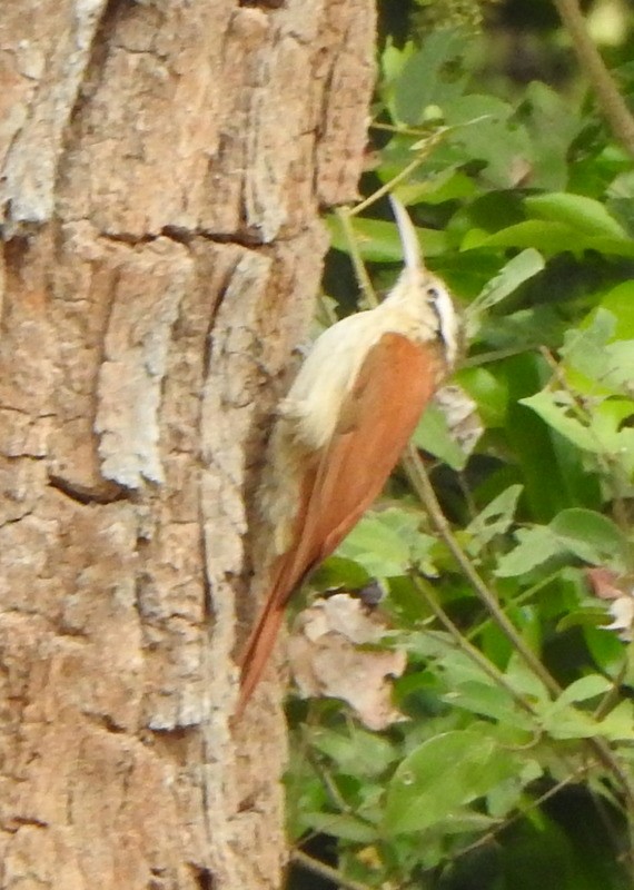 Narrow-billed Woodcreeper - ML641928905