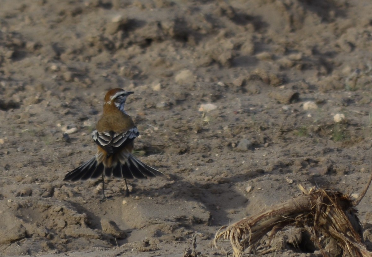 Rusty-backed Monjita - ML641928906