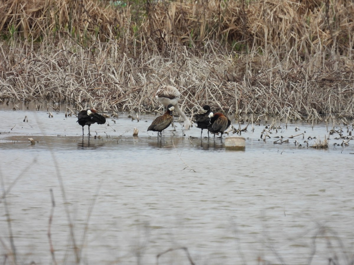 Dendrocygne veuf - ML641928909