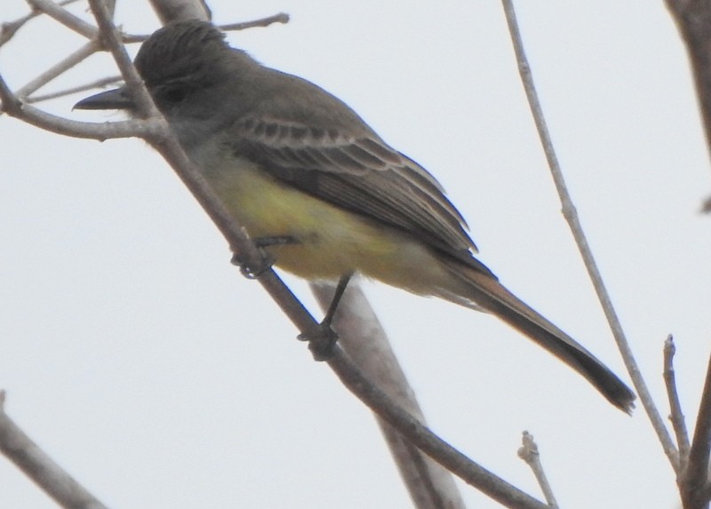 Short-crested Flycatcher - ML641928911