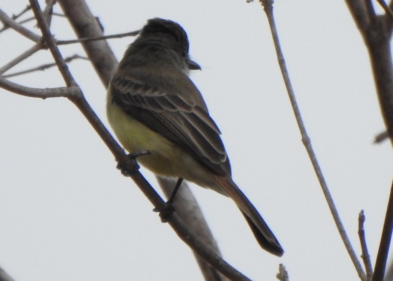 Short-crested Flycatcher - ML641928912