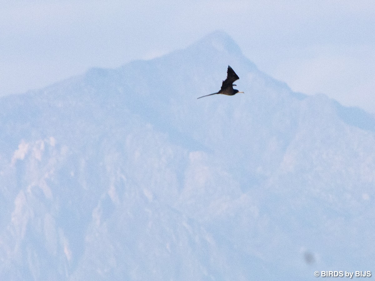Magnificent Frigatebird - ML641928939