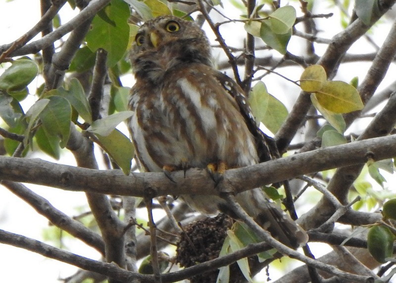 Ferruginous Pygmy-Owl - ML641928940