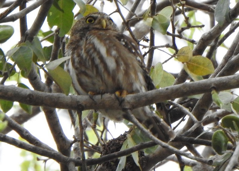 Ferruginous Pygmy-Owl - ML641928941