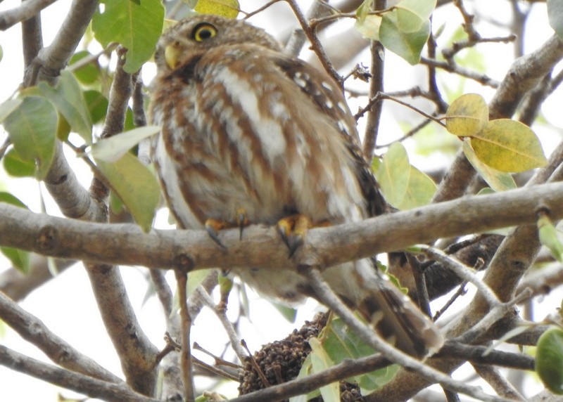 Ferruginous Pygmy-Owl - ML641928942