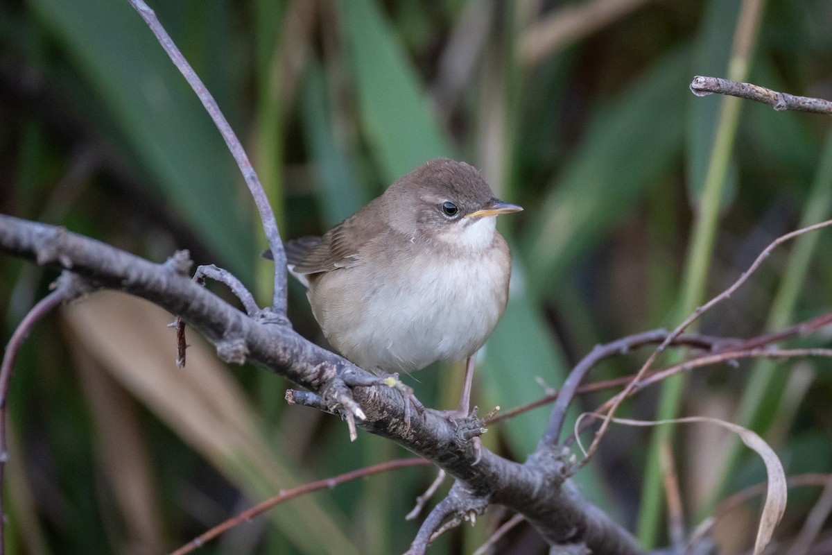 Savi's Warbler - ML641928944