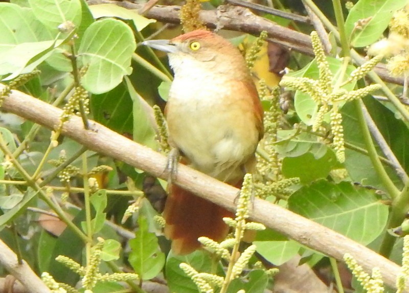 Greater Thornbird - ML641928951