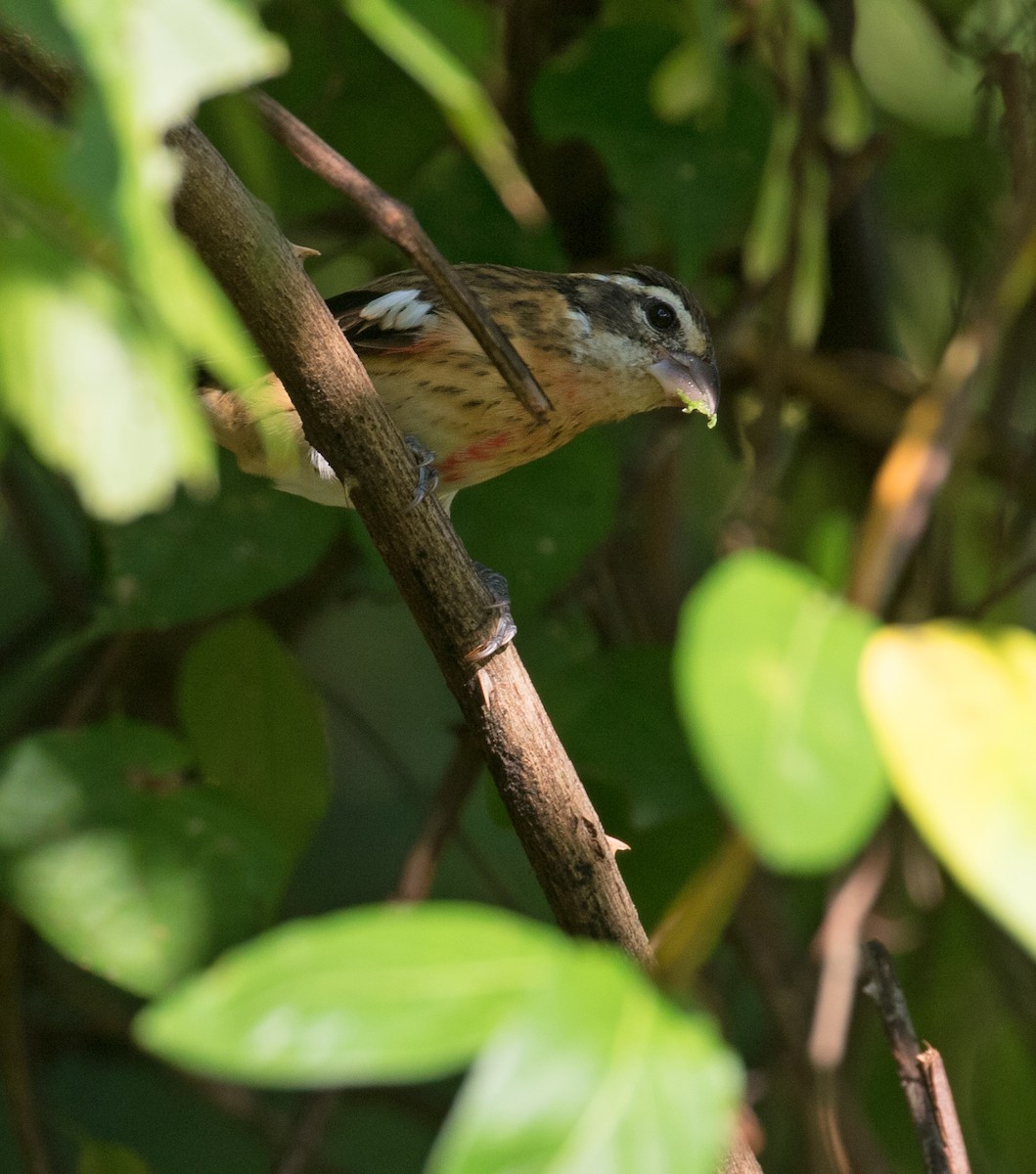 Rose-breasted Grosbeak - ML641928957