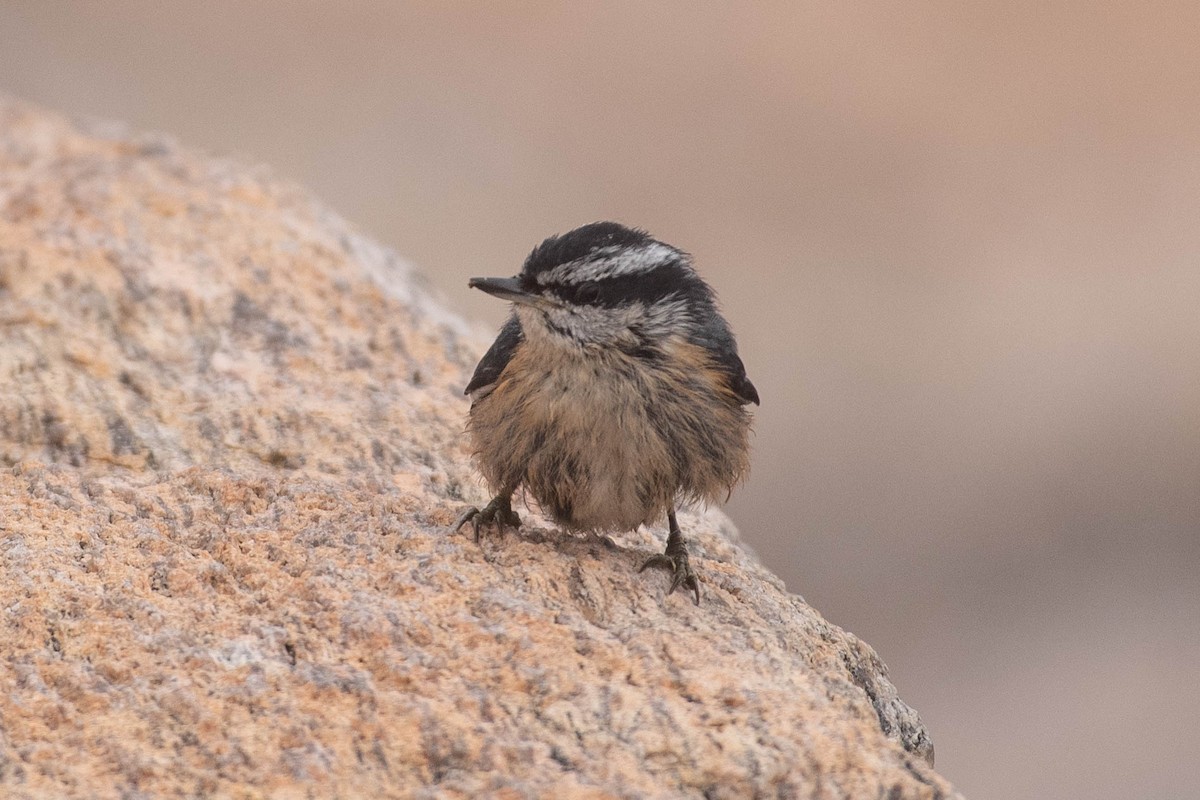 Red-breasted Nuthatch - ML641928968