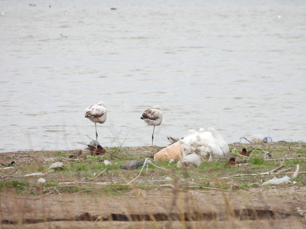 Chilean Flamingo - ML641928976