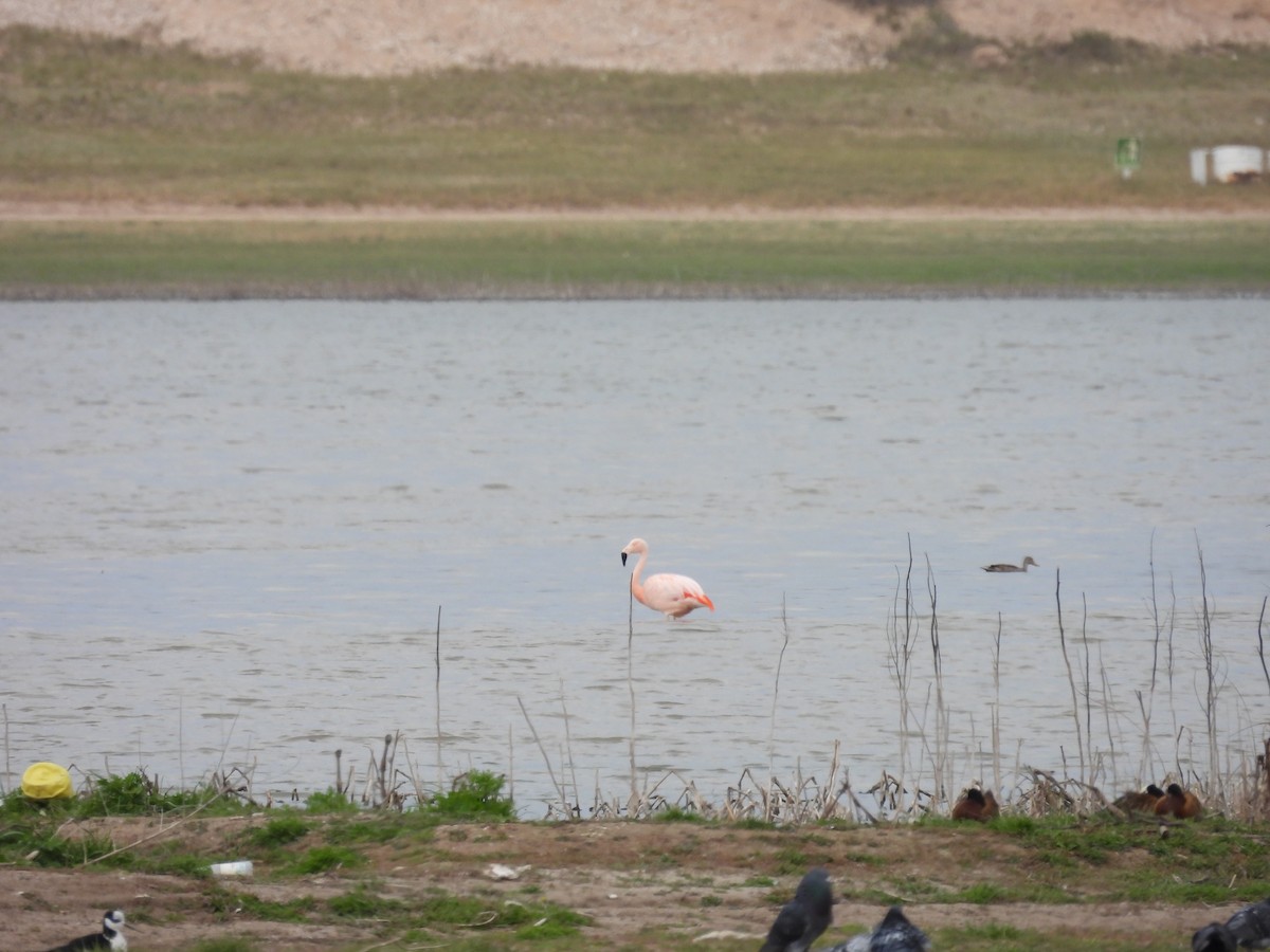Chilean Flamingo - ML641928977