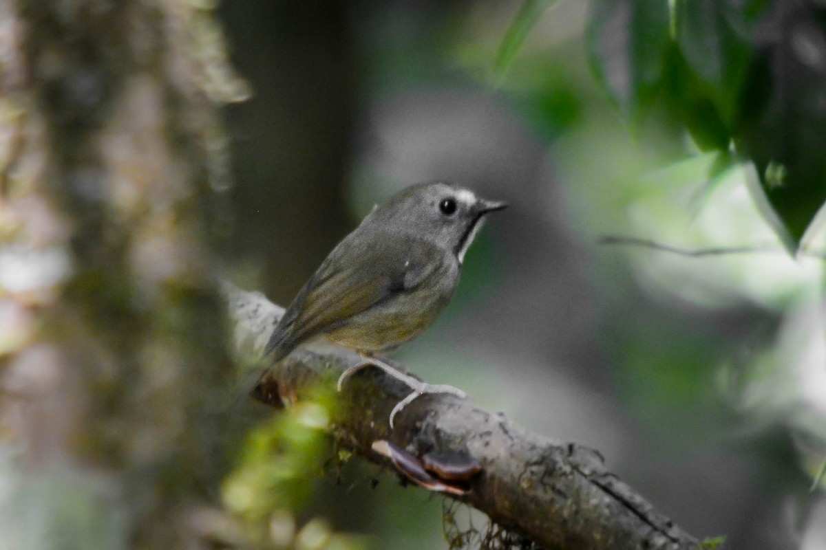 White-gorgeted Flycatcher - ML641928990