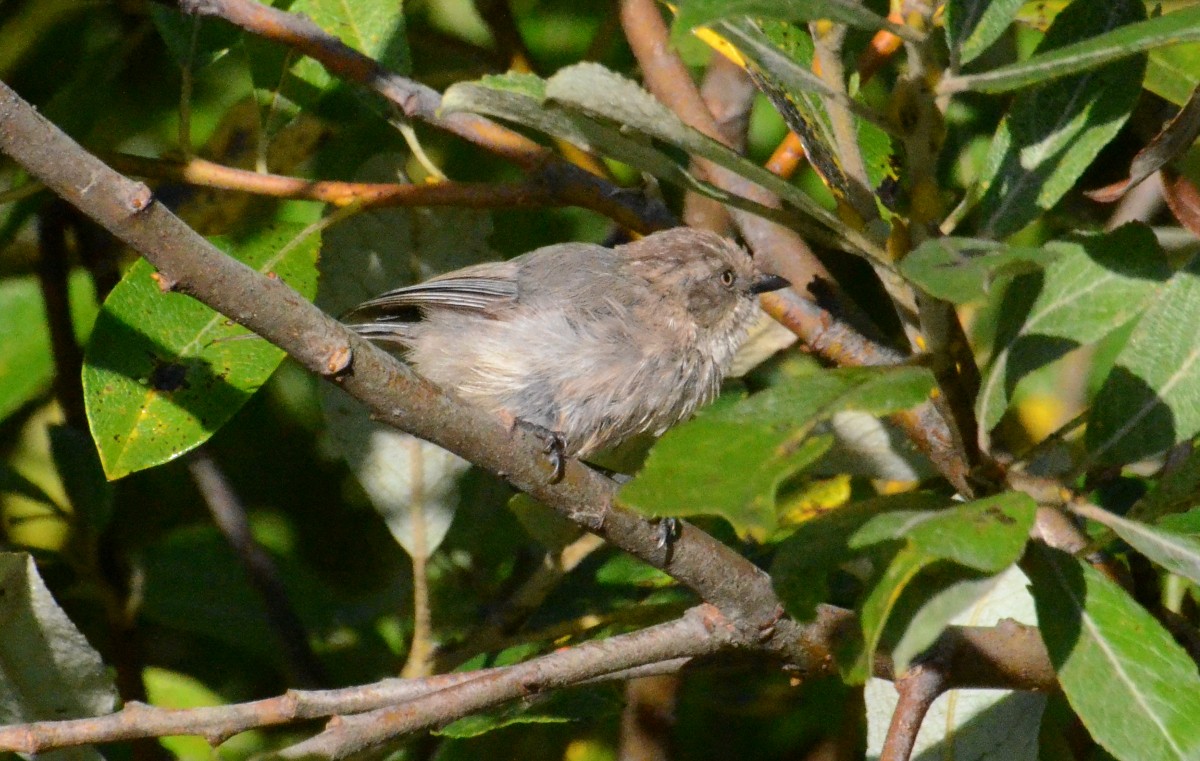 Bushtit - ML641928991