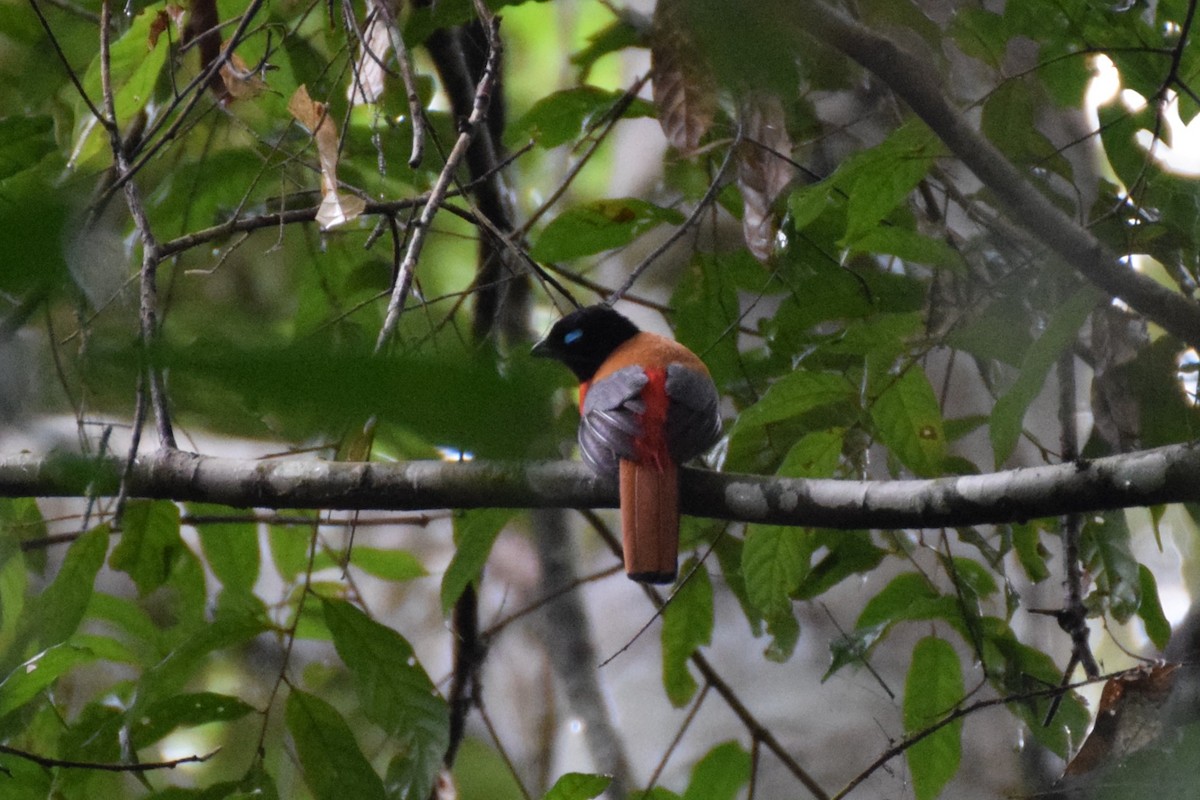 Scarlet-rumped Trogon - ML641928995