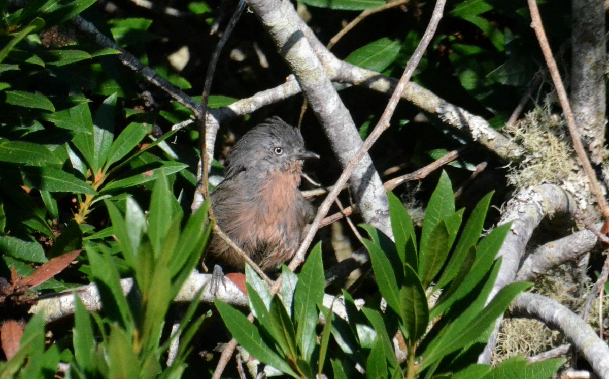 Wrentit - ML641929009