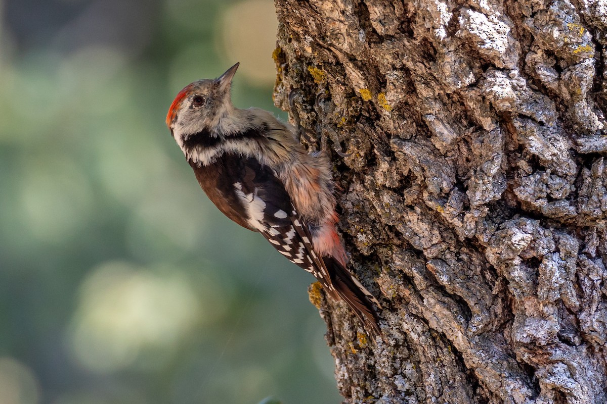Middle Spotted Woodpecker - ML641929015