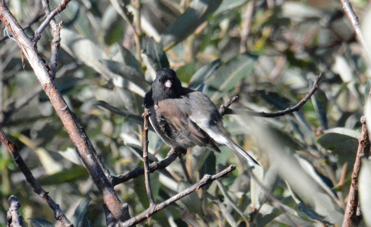 Dark-eyed Junco - ML641929021