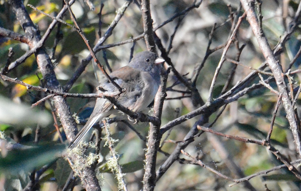 Dark-eyed Junco - ML641929022