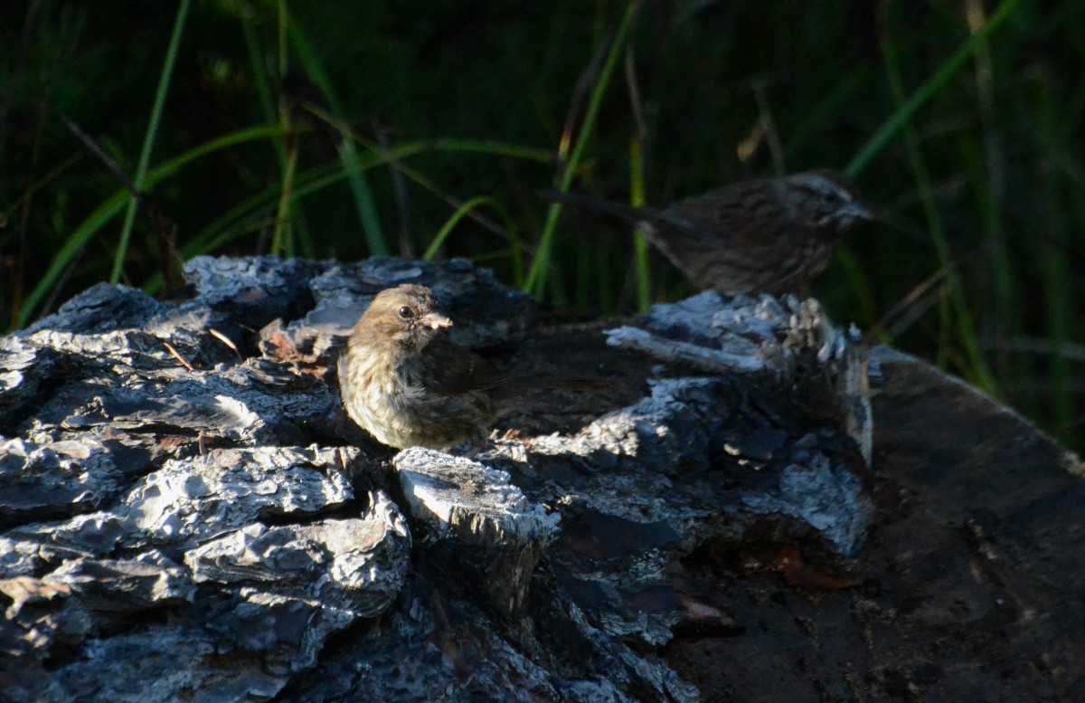 Song Sparrow - ML641929029