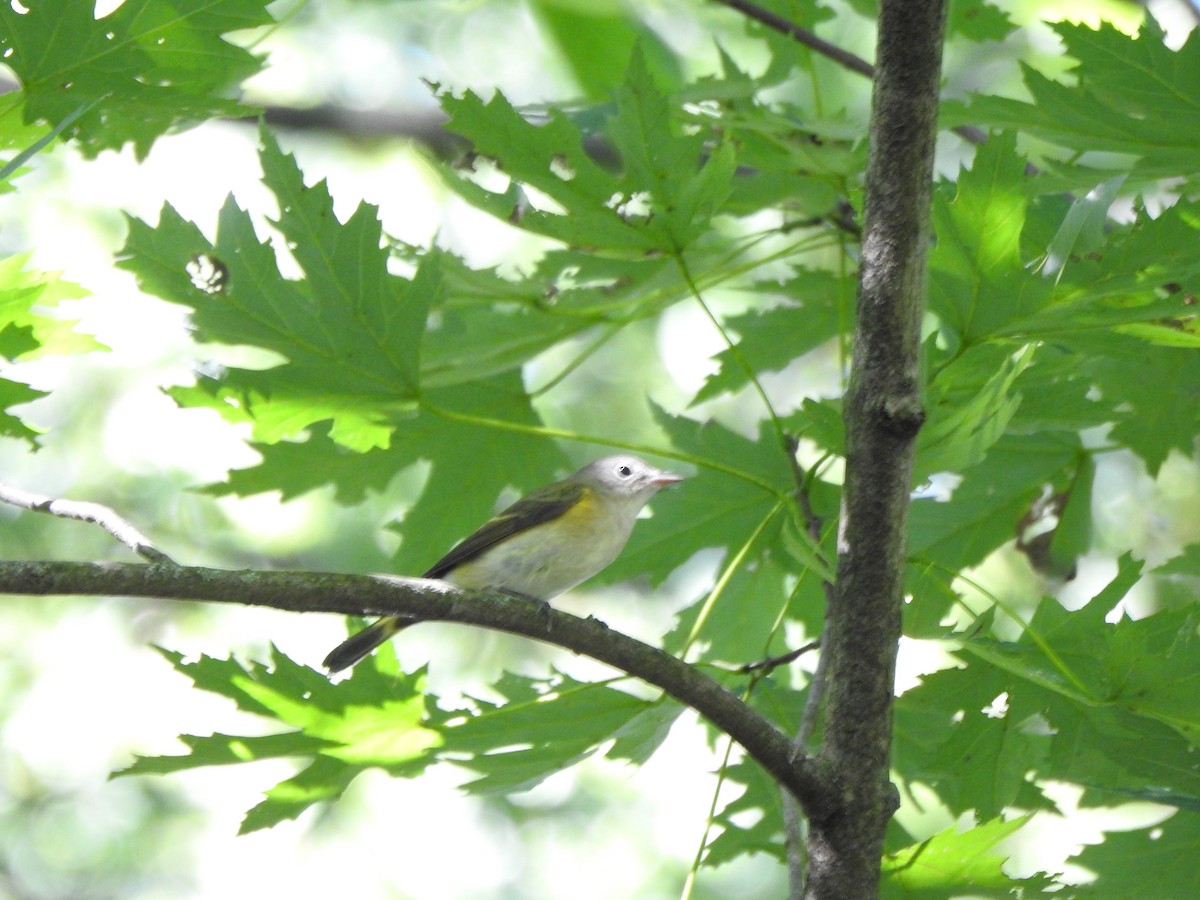 American Redstart - ML641929055