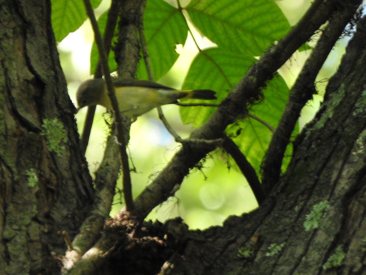 American Redstart - ML641929057