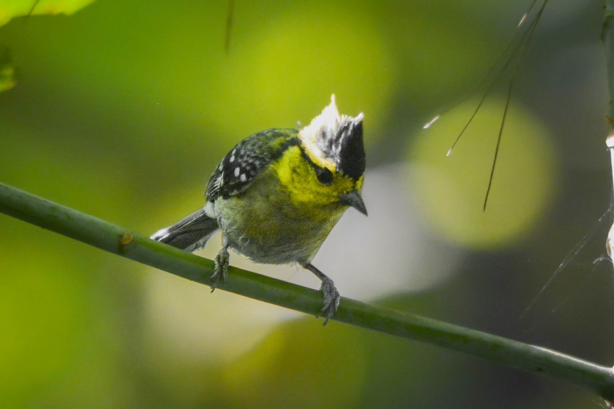 Yellow-cheeked Tit - ML641929067