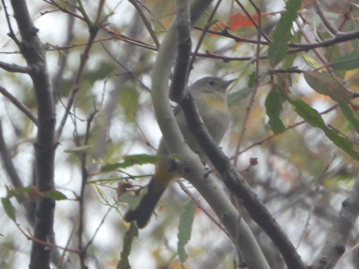 Virginia's Warbler - ML641929073
