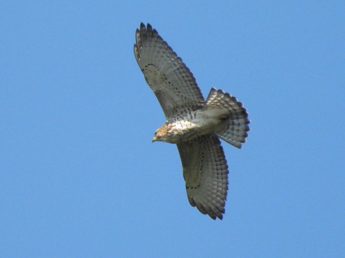 Broad-winged Hawk - ML641929074