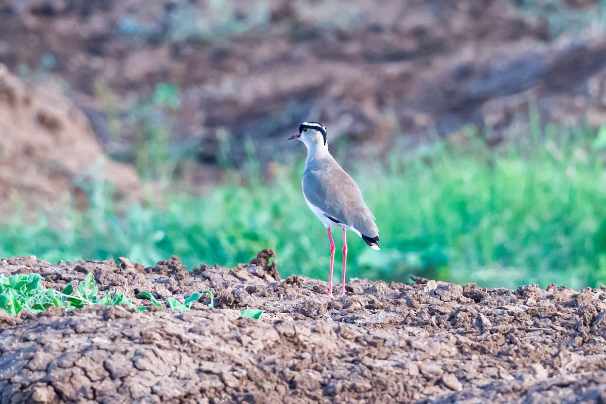 Crowned Lapwing - ML641929075