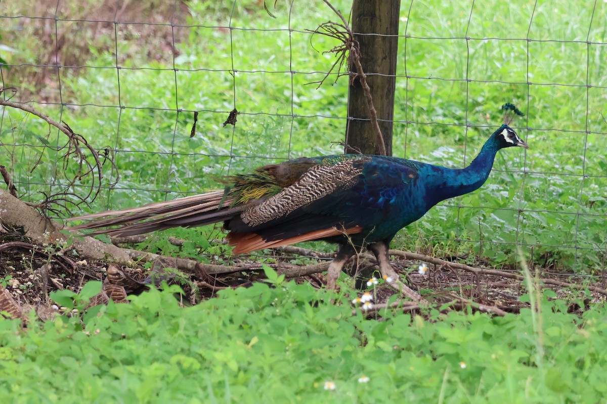 Indian Peafowl - ML641929077
