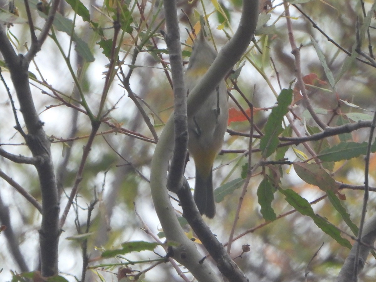 Virginia's Warbler - ML641929078