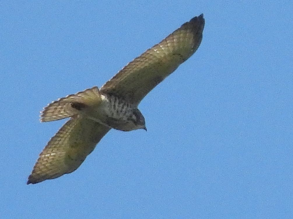Broad-winged Hawk - ML641929080