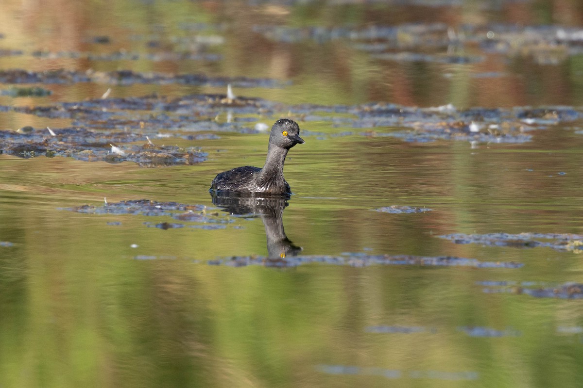 Least Grebe - ML641929083